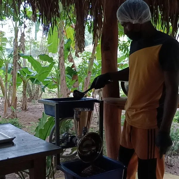 Cacao criollo 100% puro de la Sierra Nevada